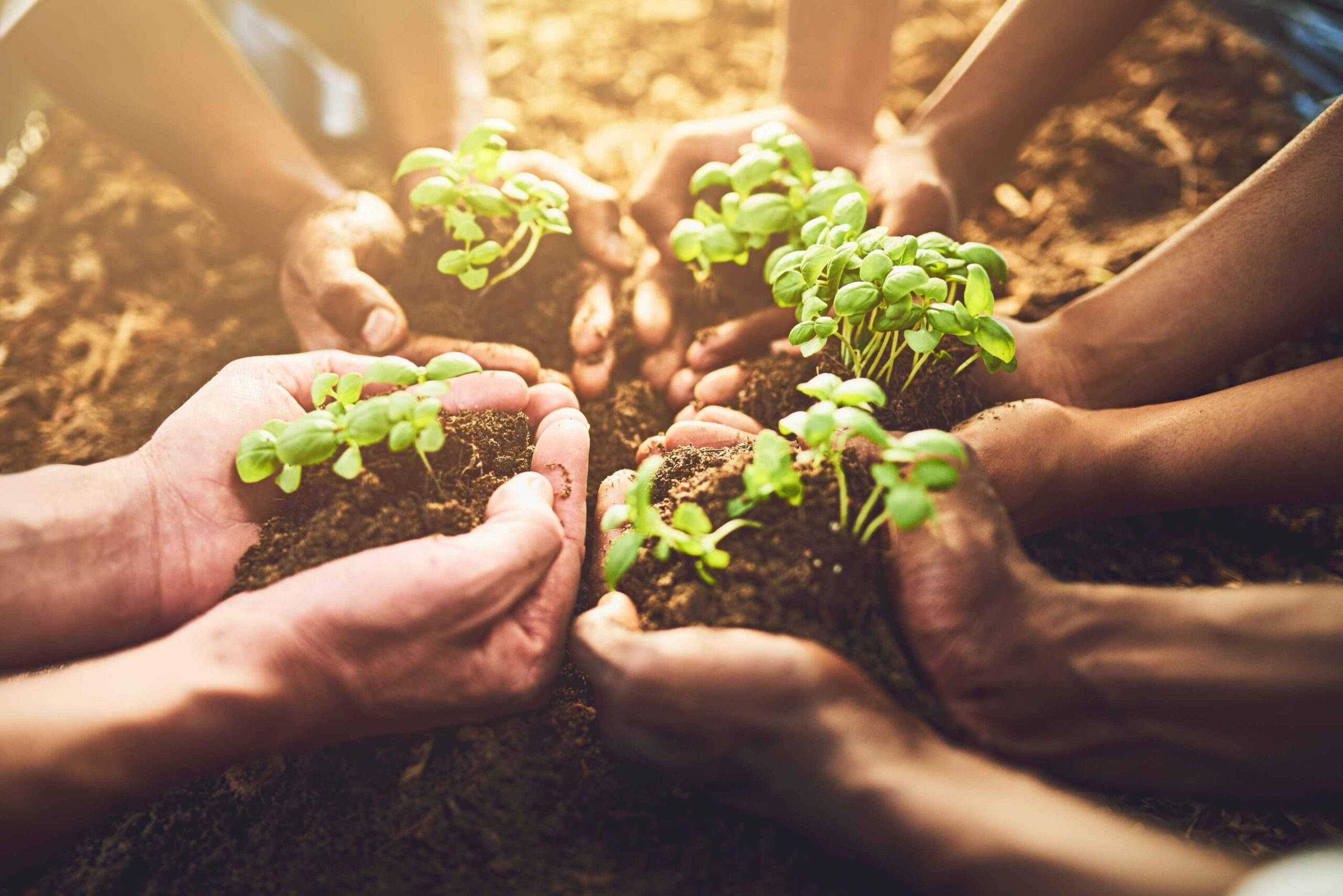 Manos sembrando y sostenibilidad