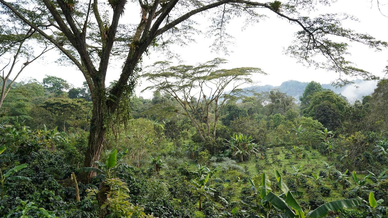 Completamos la caracterización de los dos paisajes de intervención en la Región Central de Colombia